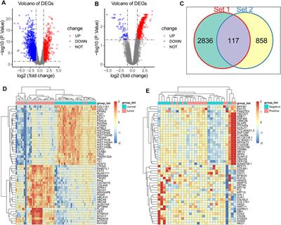 Identification of Five Cytotoxicity-Related Genes Involved in the Progression of Triple-Negative Breast Cancer